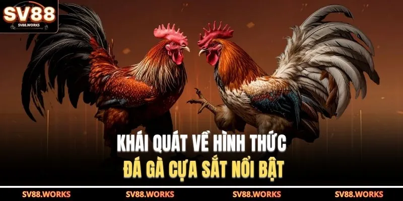 Khái quát về hình thức đá gà cựa sắt nổi bật