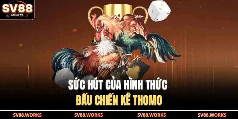 Sức hút của hình thức đấu chiến kê Thomo 